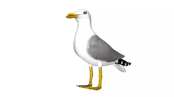 Seagull