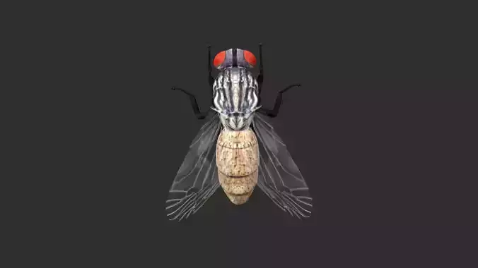 housefly fly Low-poly 3D model