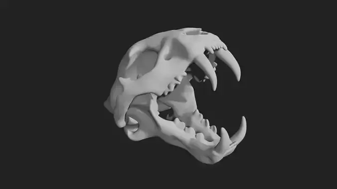 Tiger Skull