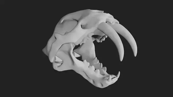 Sabertooth Smilodon tiger Skull Low-poly 3D model