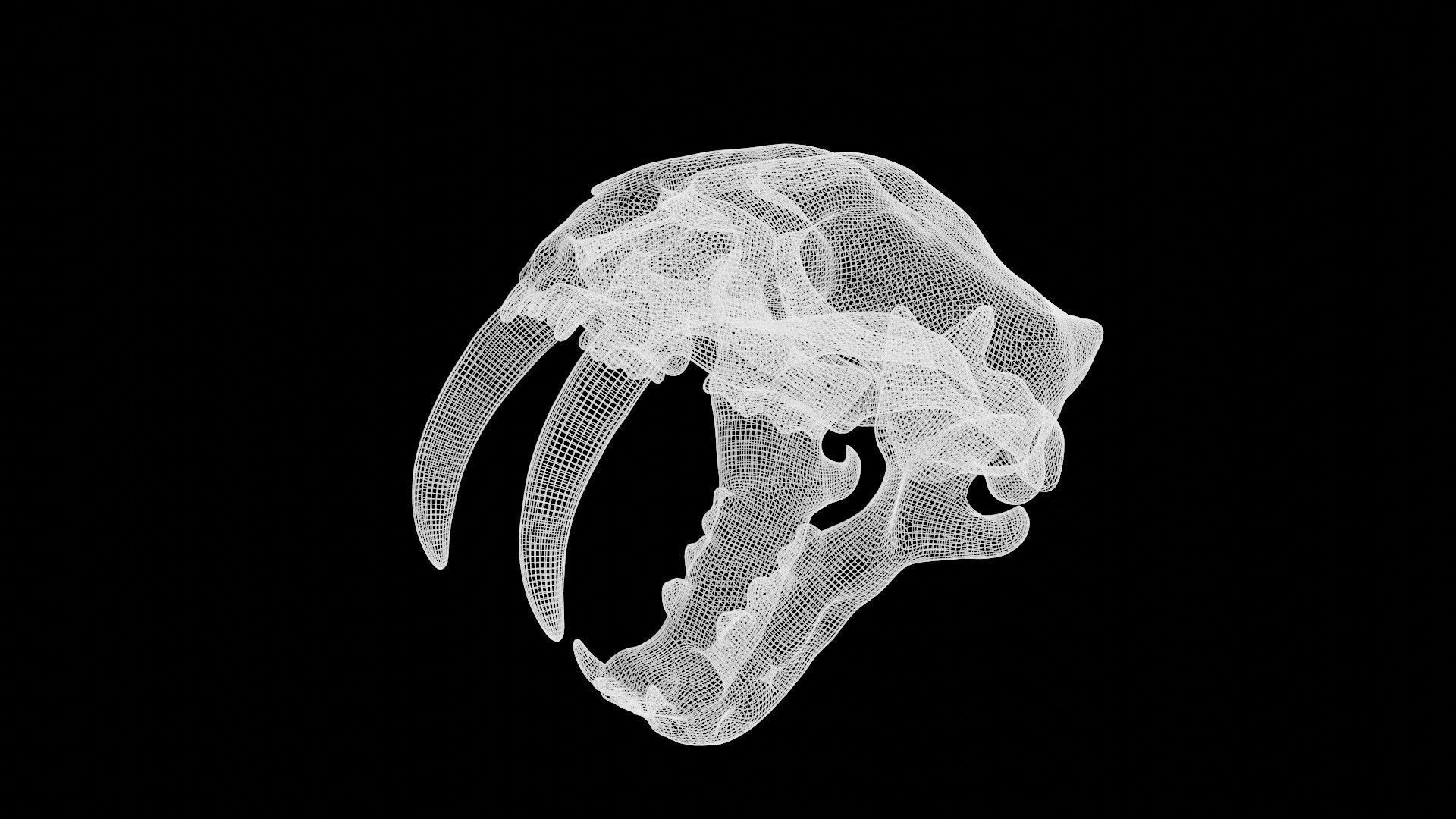 Sabertooth Smilodon tiger Skull Low-poly 3D model_8