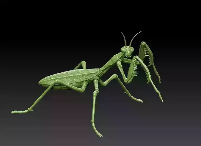 Mantis praying 3D print model