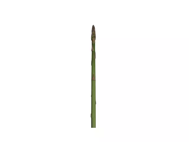 Asparagus stalk Free 3D model_0