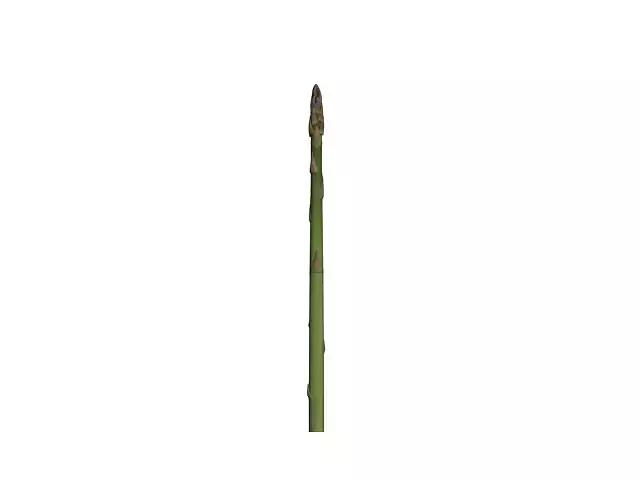 Asparagus stalk