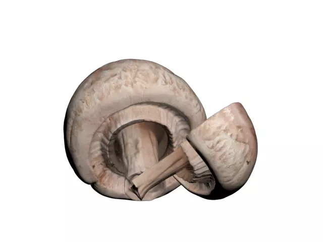 Button Mushroom Free 3D model_0