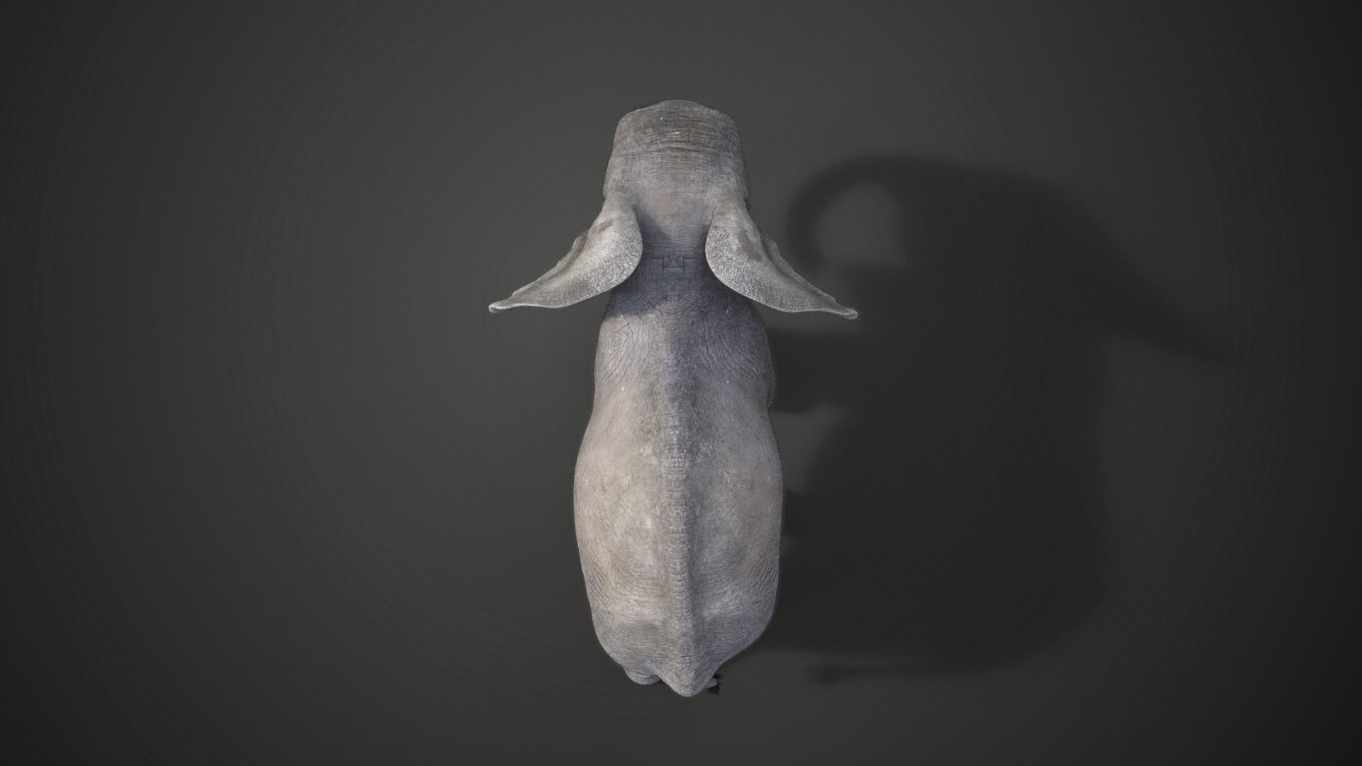 Young African Elephant Animated  VFX Grace 3D model_8