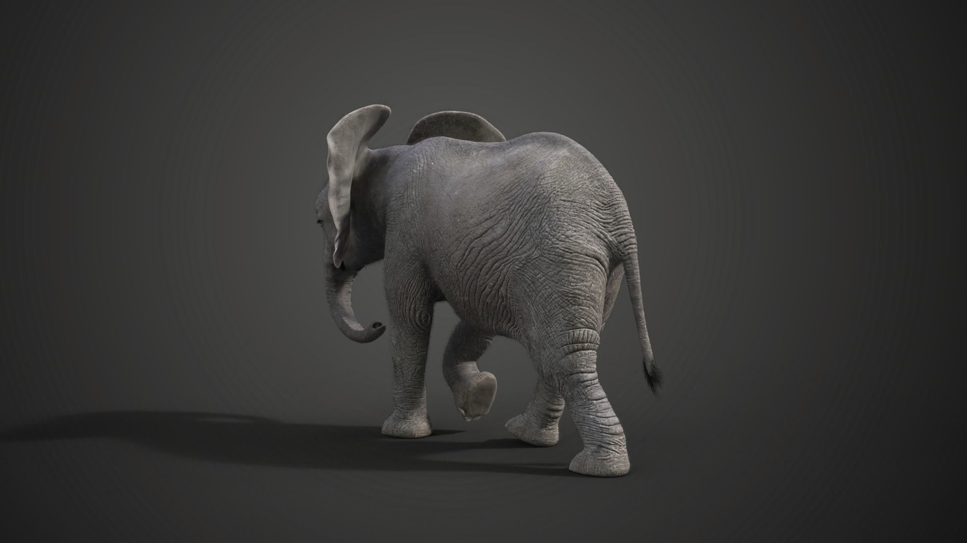 Young African Elephant Animated  VFX Grace 3D model_7