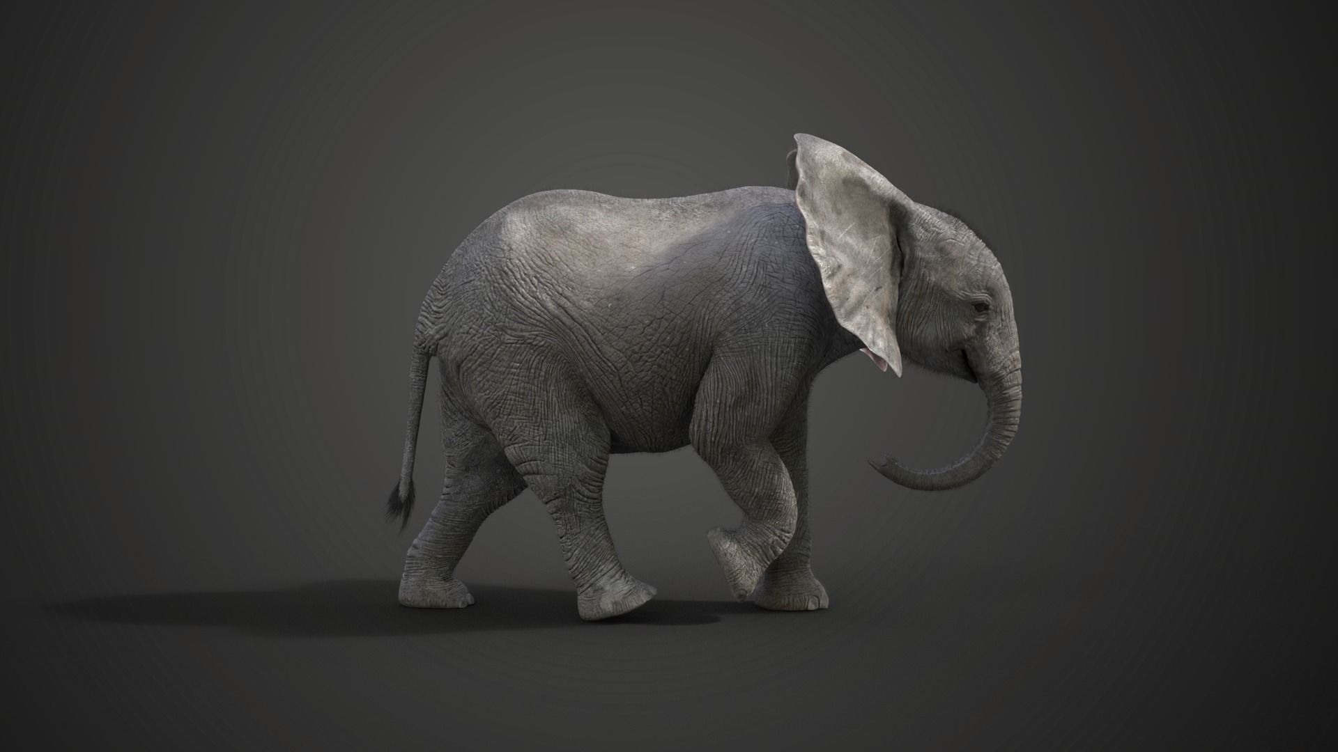 Young African Elephant Animated  VFX Grace 3D model_6