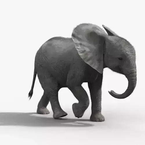Young African Elephant Animated  VFX Grace 3D model