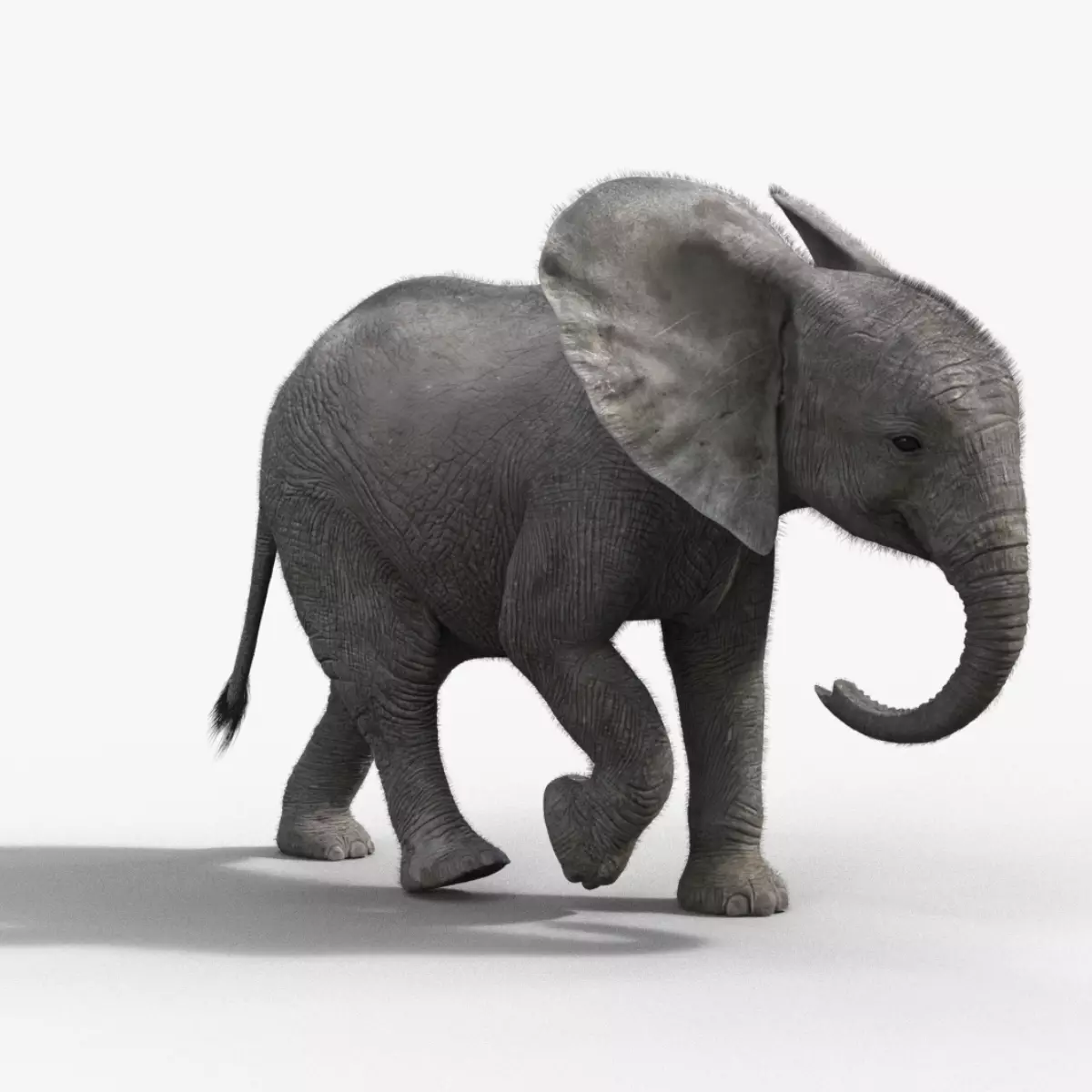 Young African Elephant Animated  VFX Grace 3D model_0
