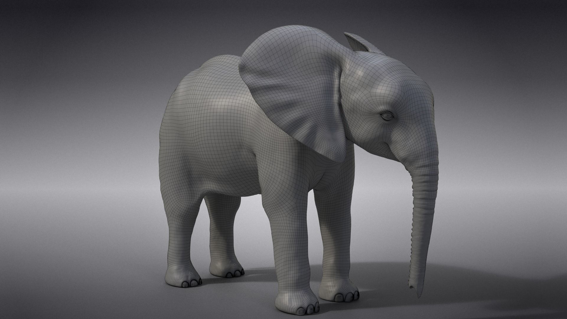 Young African Elephant Animated  VFX Grace 3D model_20