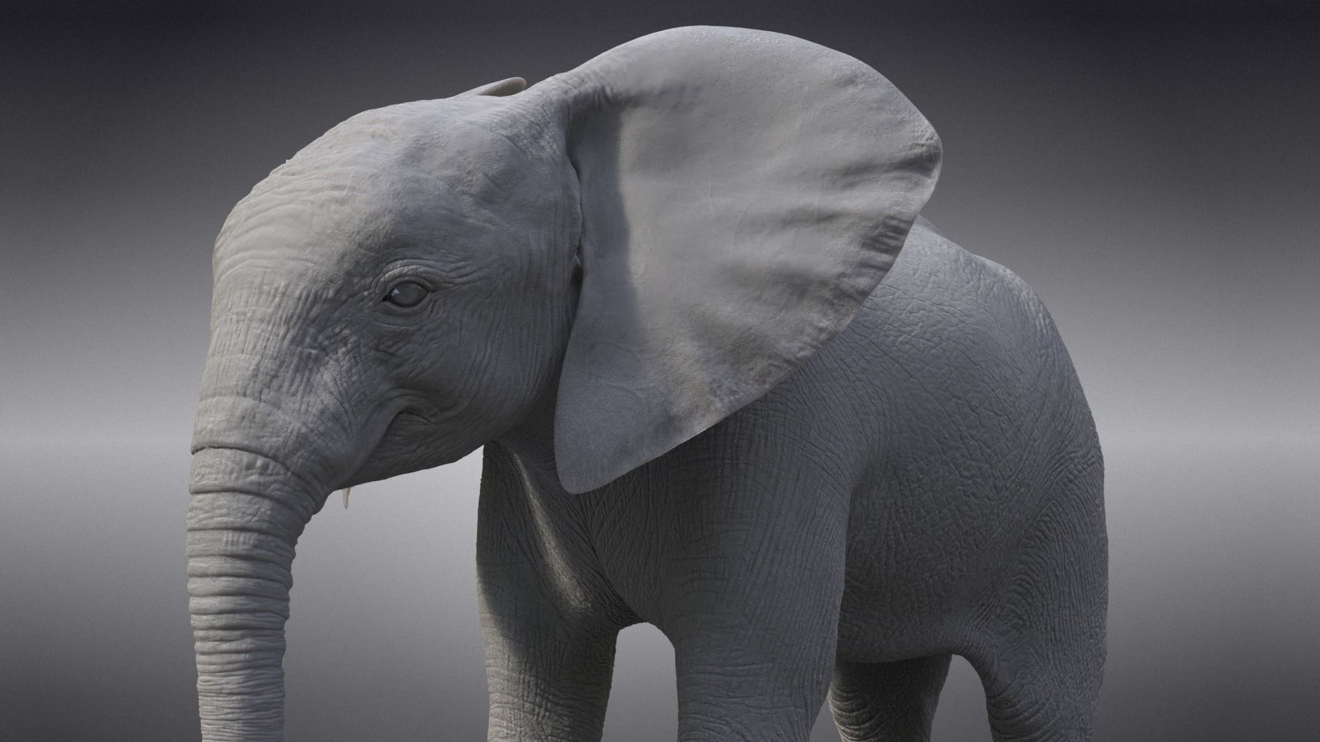 Young African Elephant Animated  VFX Grace 3D model_17