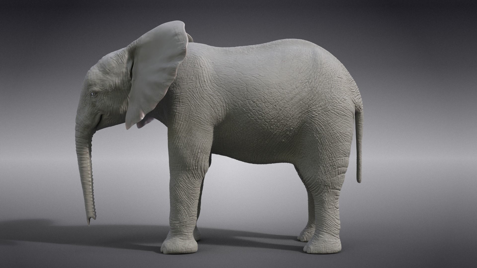 Young African Elephant Animated  VFX Grace 3D model_16