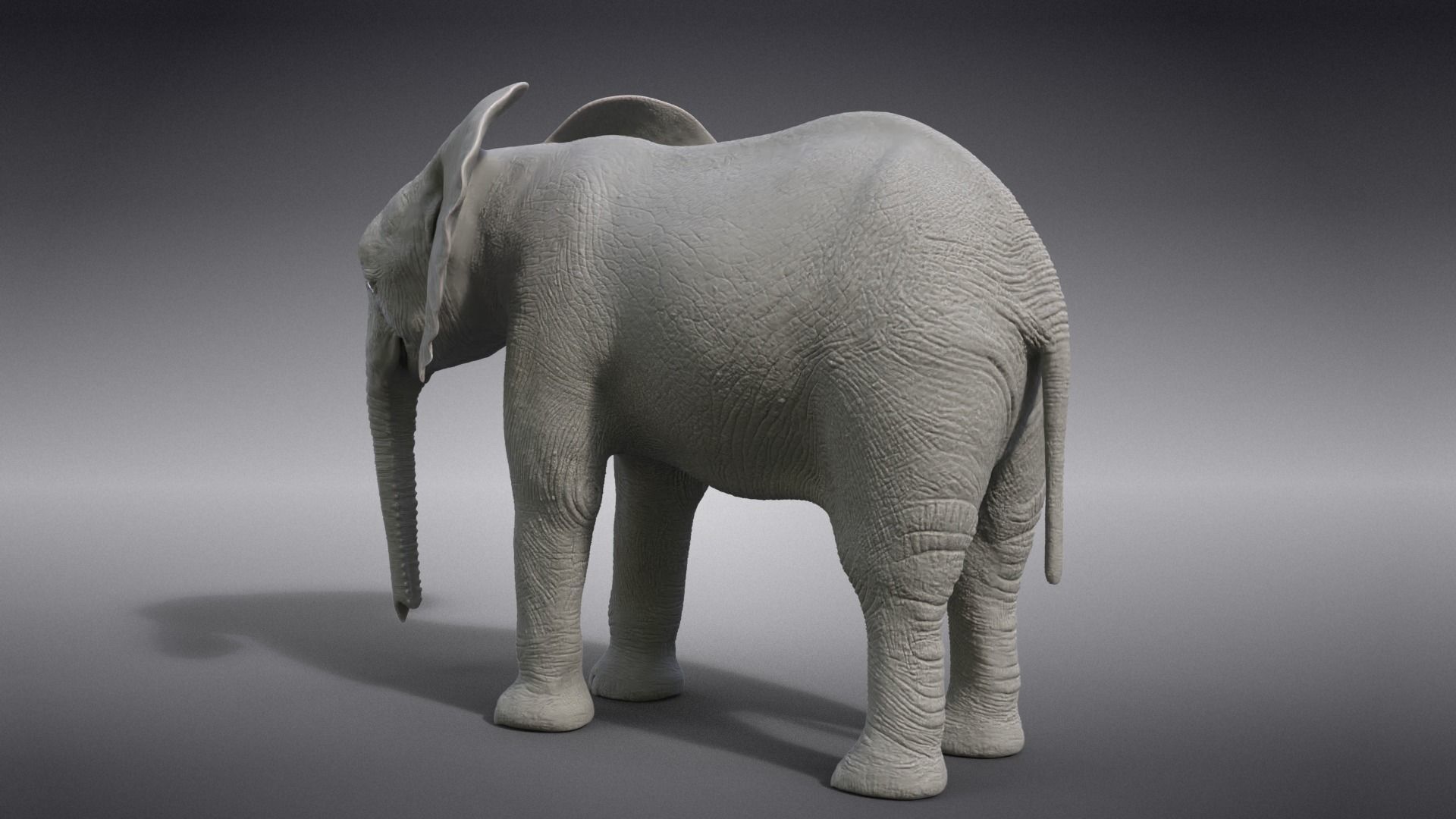 Young African Elephant Animated  VFX Grace 3D model_15