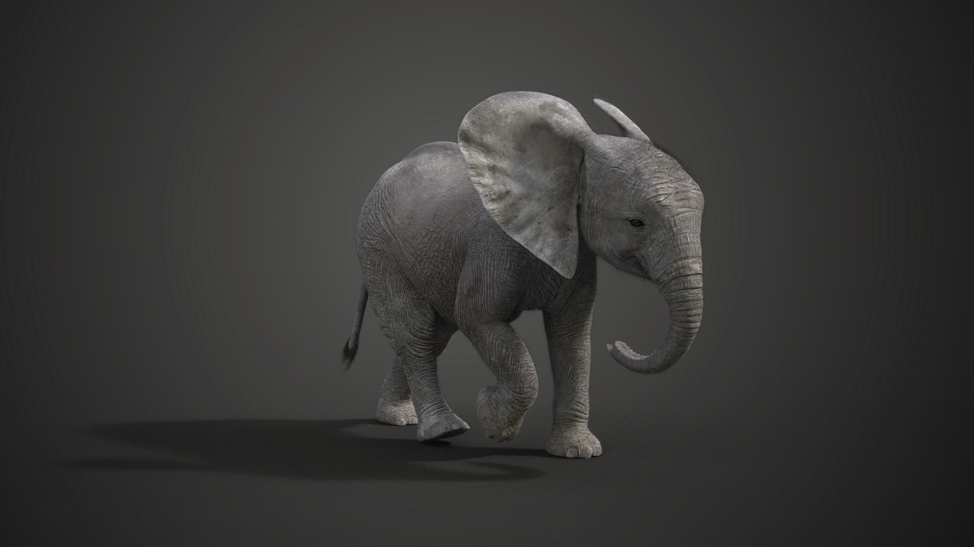 Young African Elephant Animated  VFX Grace 3D model_5
