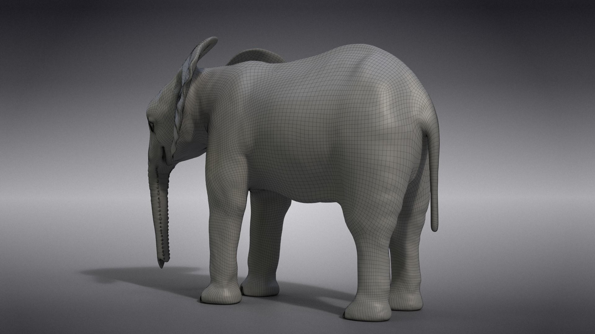 Young African Elephant Animated  VFX Grace 3D model_19