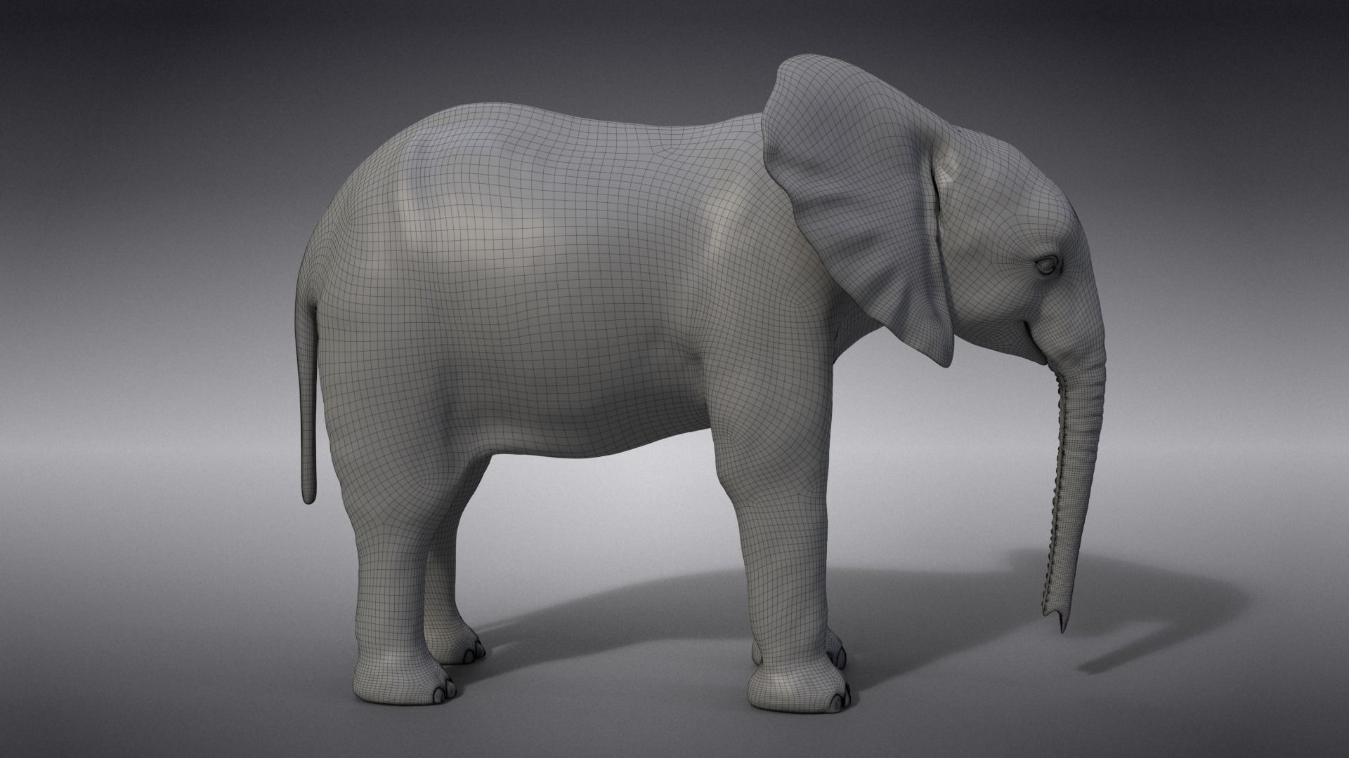 Young African Elephant Animated  VFX Grace 3D model_18