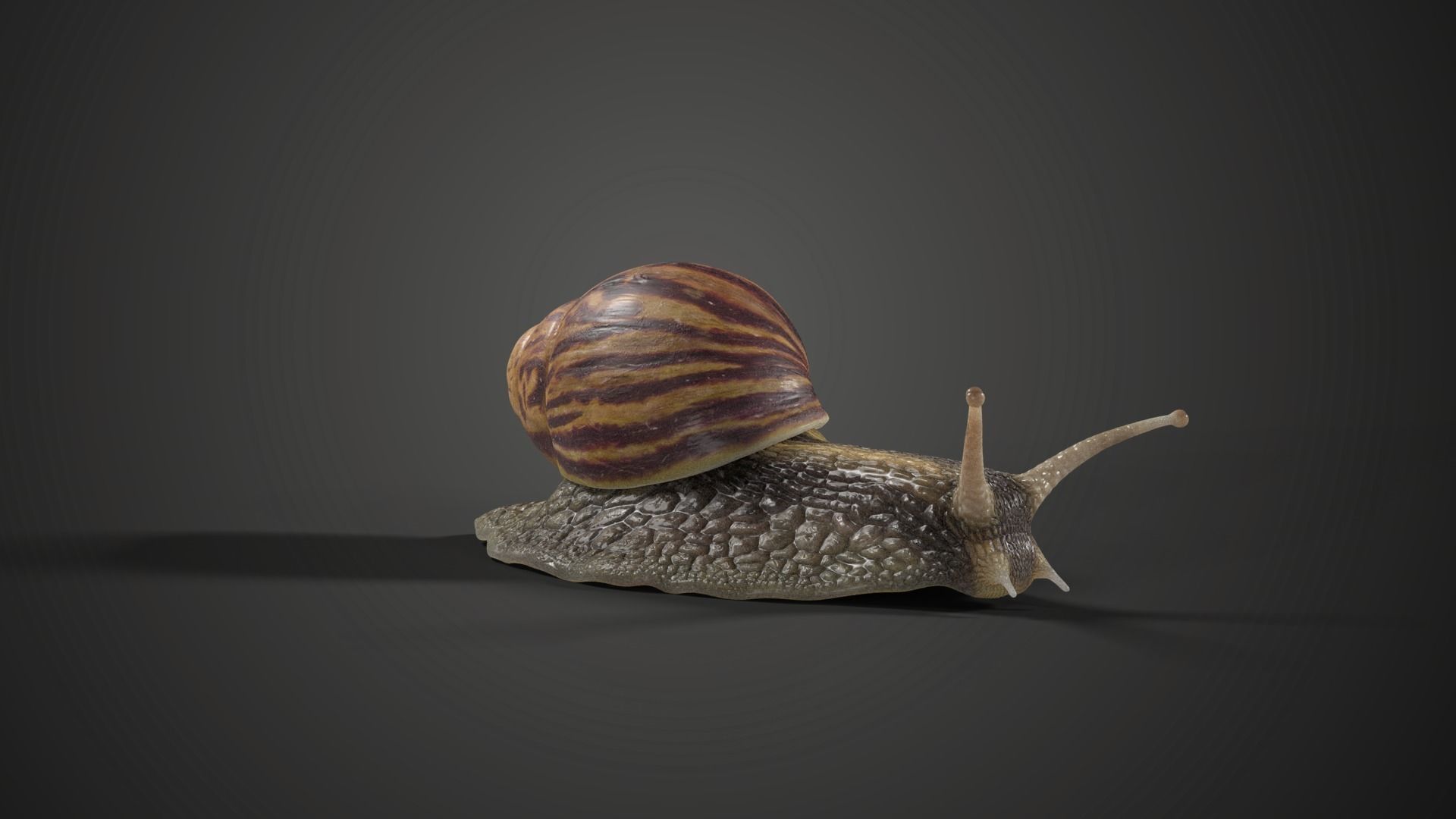 African Snail Animated  VFX Grace 3D model_3