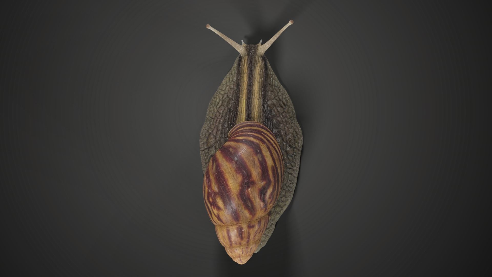 African Snail Animated  VFX Grace 3D model_8