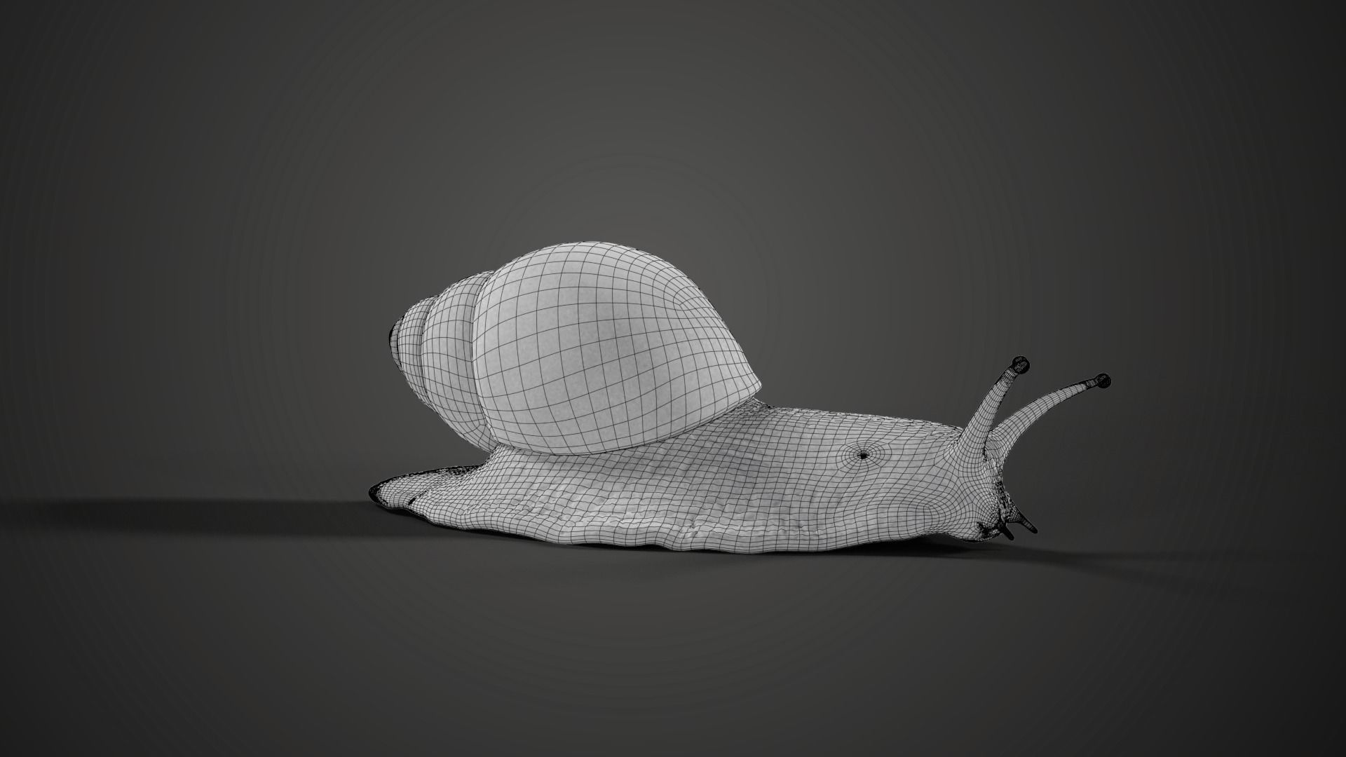 African Snail Animated  VFX Grace 3D model_16