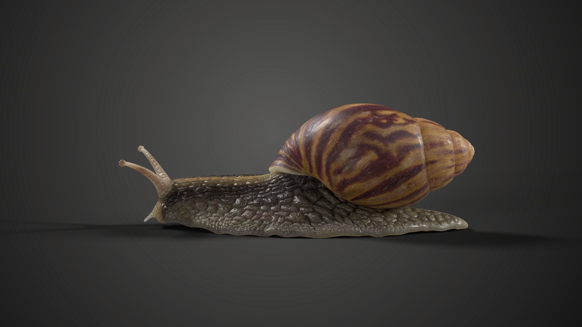 African Snail Animated  VFX Grace 3D model_7
