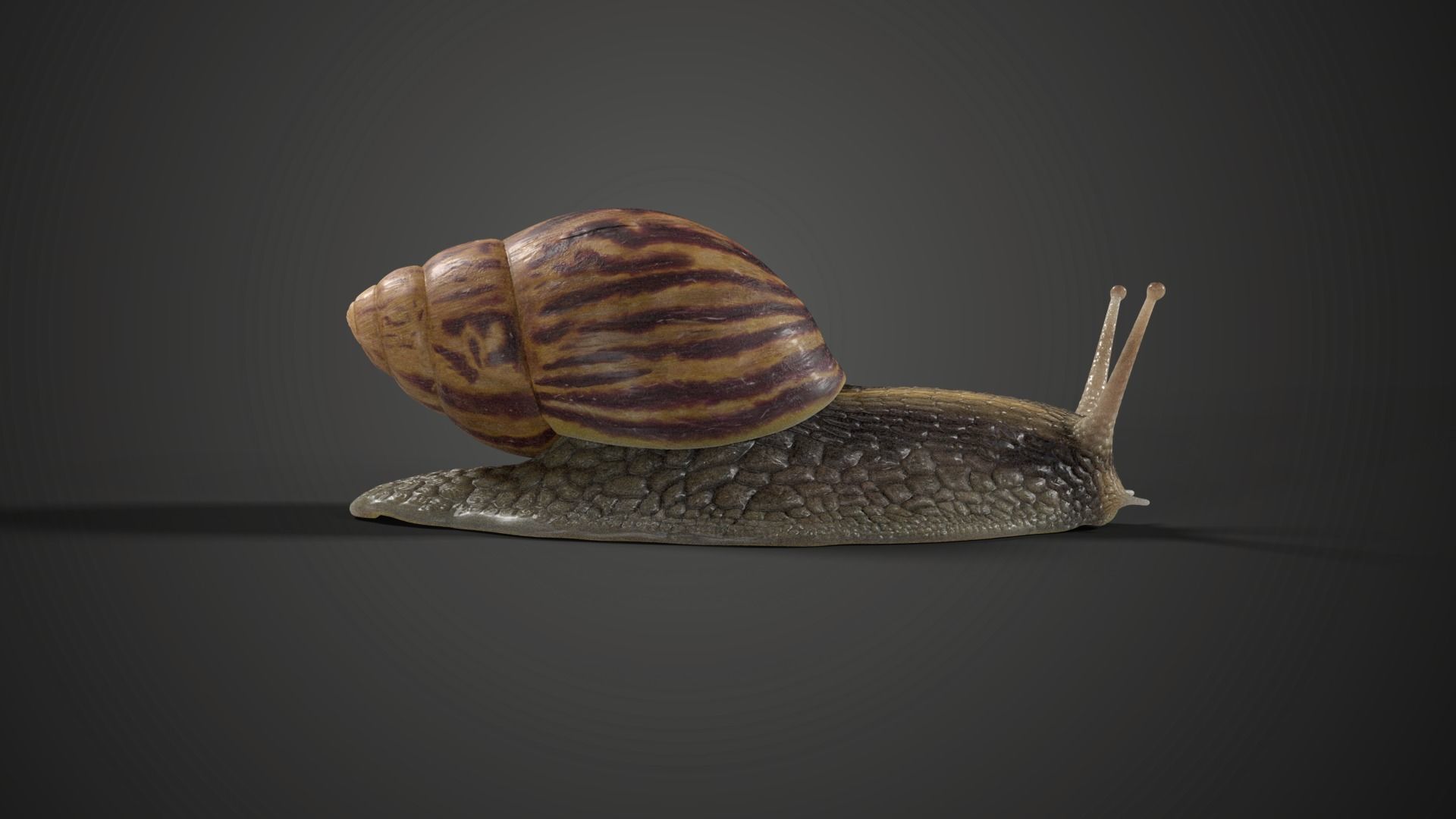 African Snail Animated  VFX Grace 3D model_5