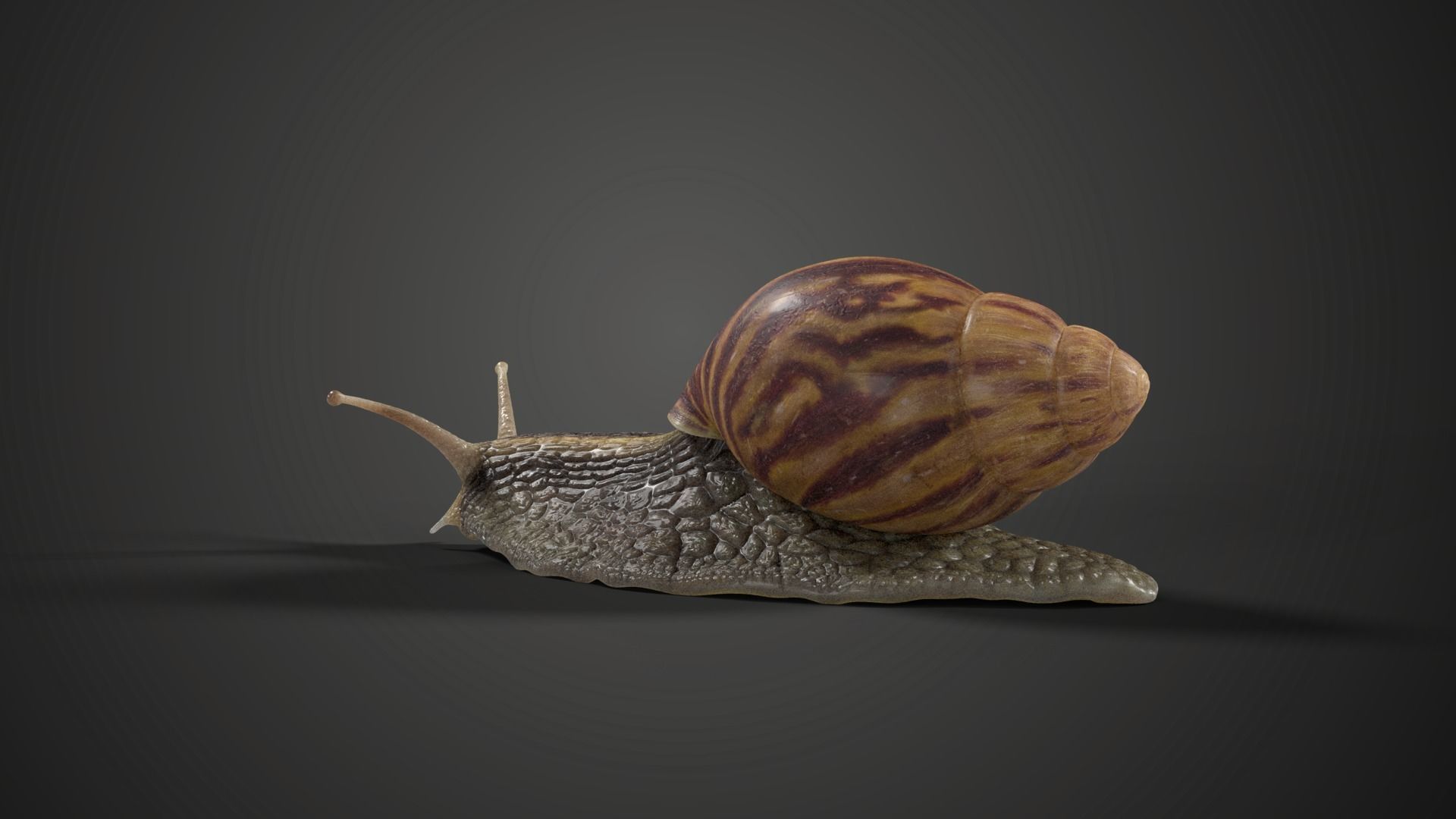 African Snail Animated  VFX Grace 3D model_6