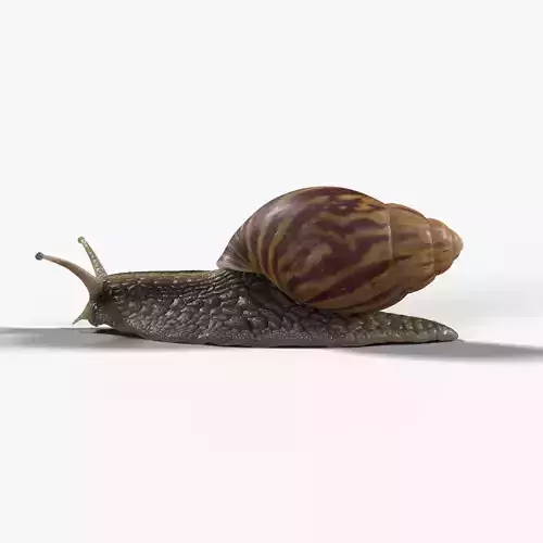 African Snail Animated  VFX Grace 3D model