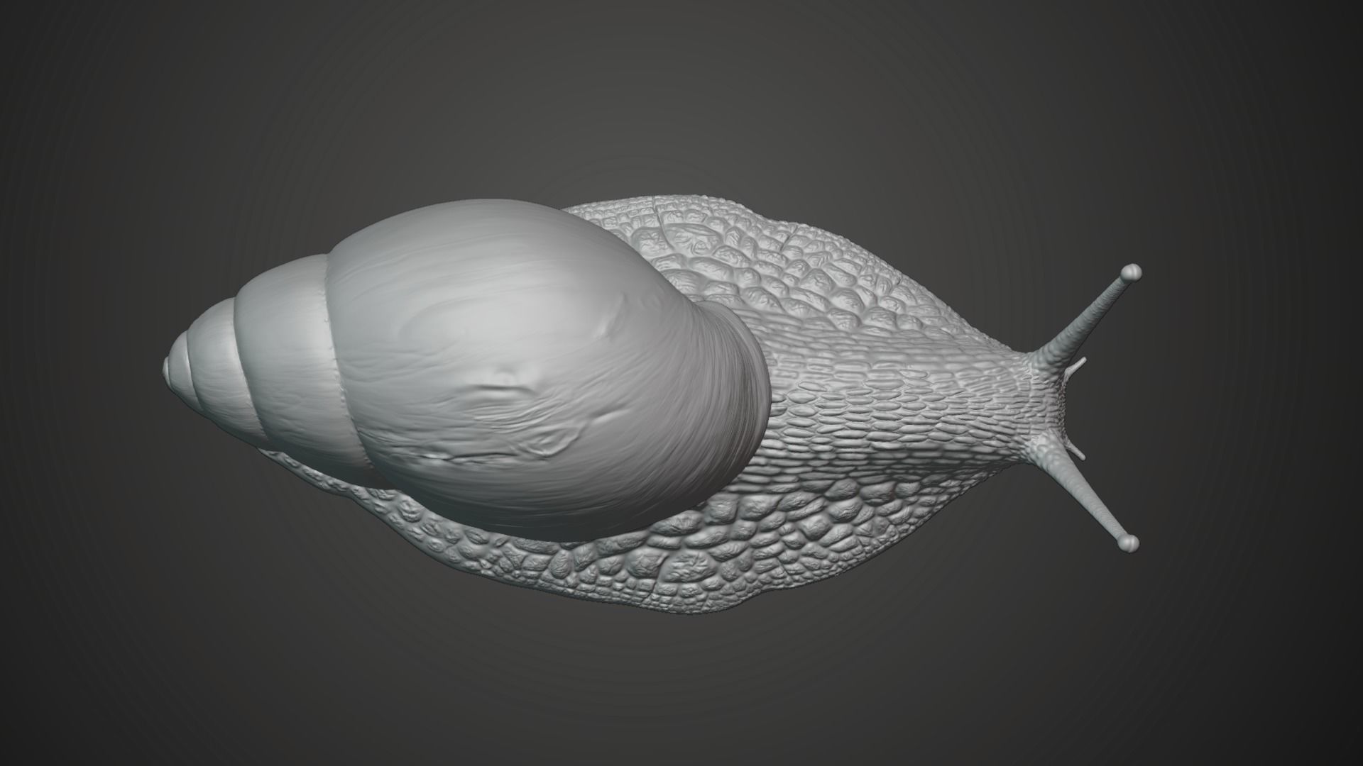 African Snail Animated  VFX Grace 3D model_13