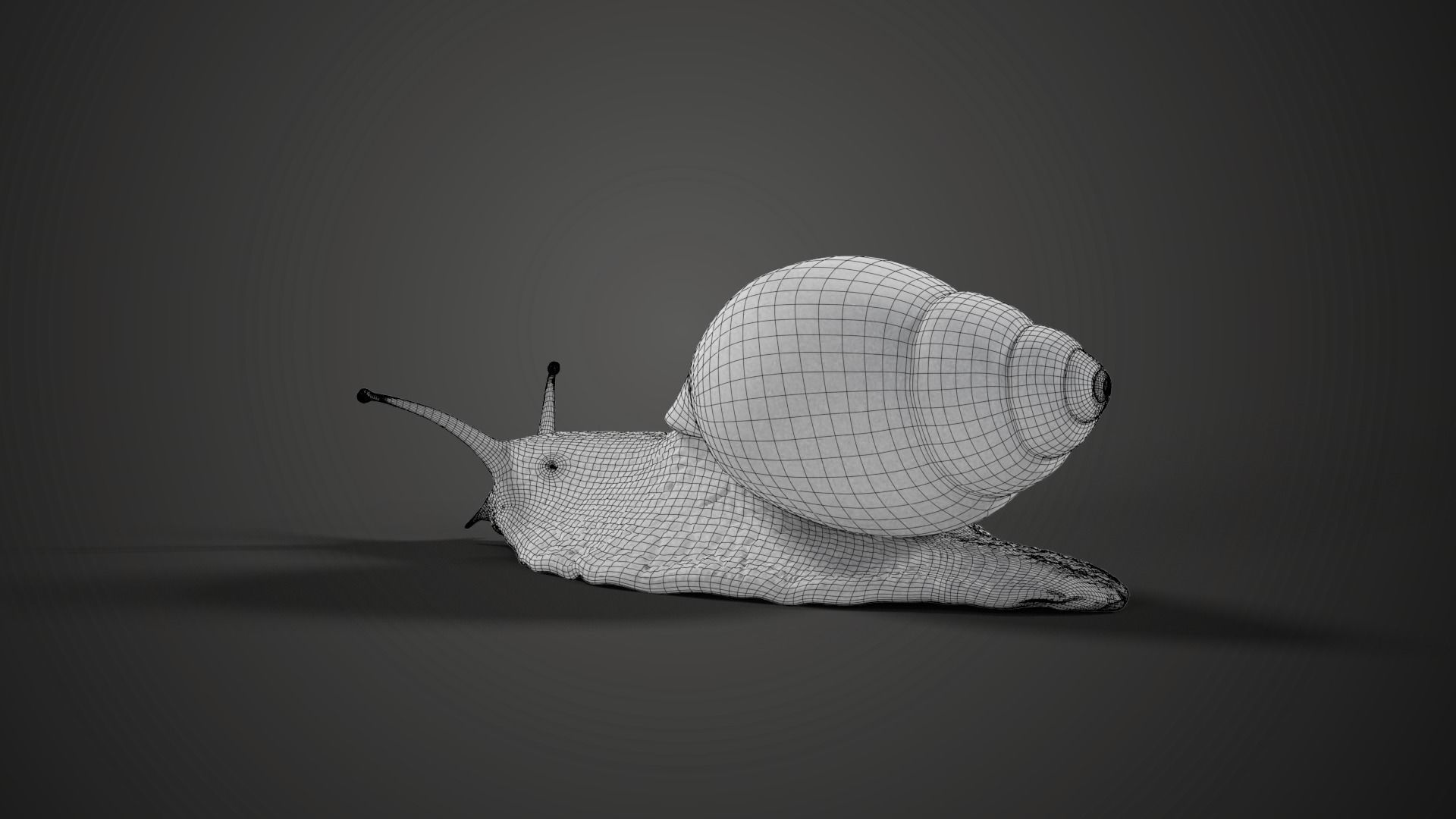 African Snail Animated  VFX Grace 3D model_17