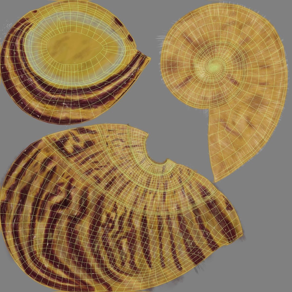 African Snail Animated  VFX Grace 3D model_20