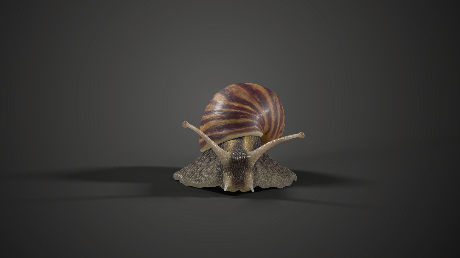 African Snail Animated  VFX Grace 3D model_4