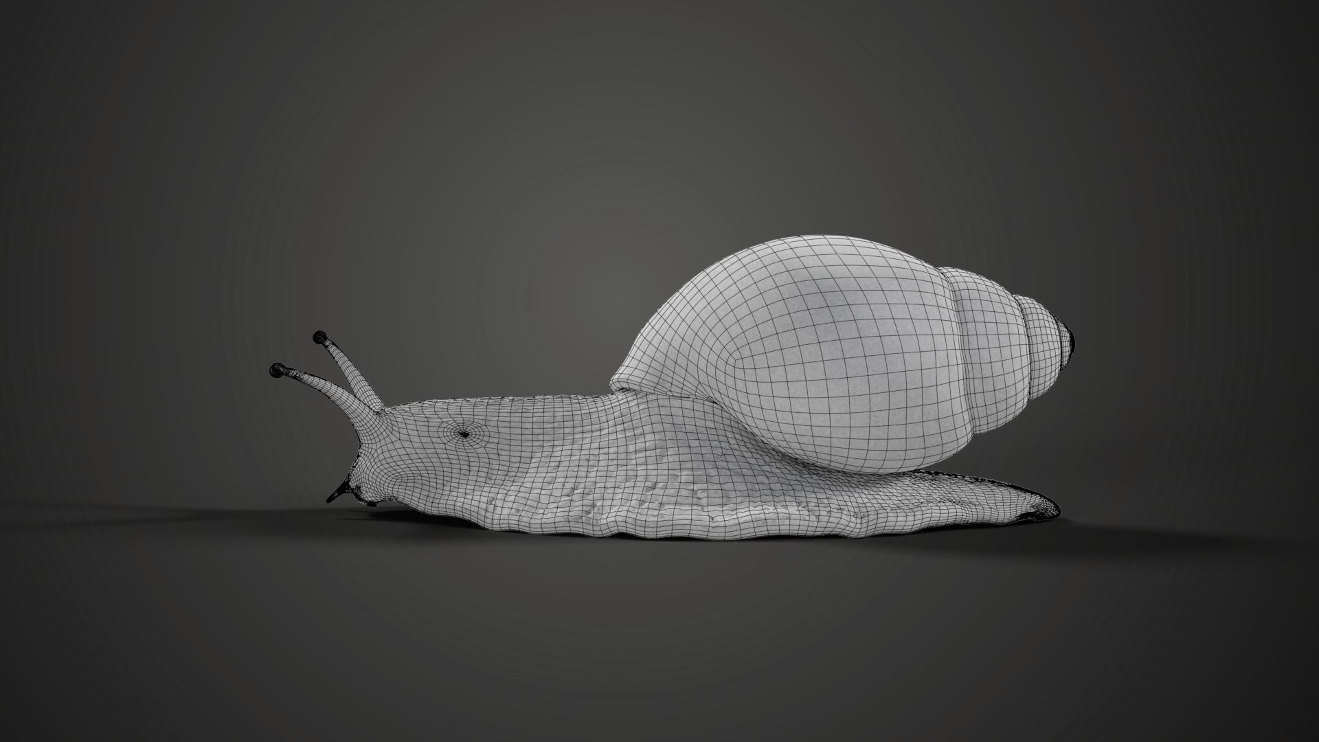 African Snail Animated  VFX Grace 3D model_15