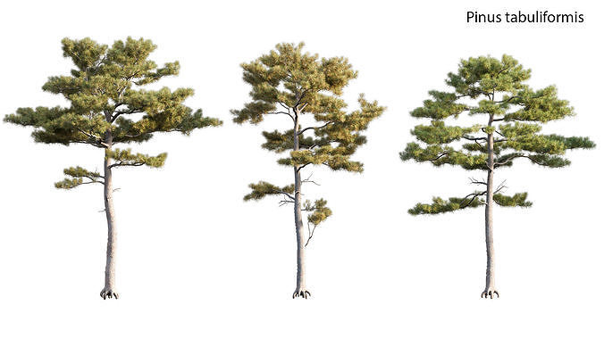 Pinus tabuliformis 3D model