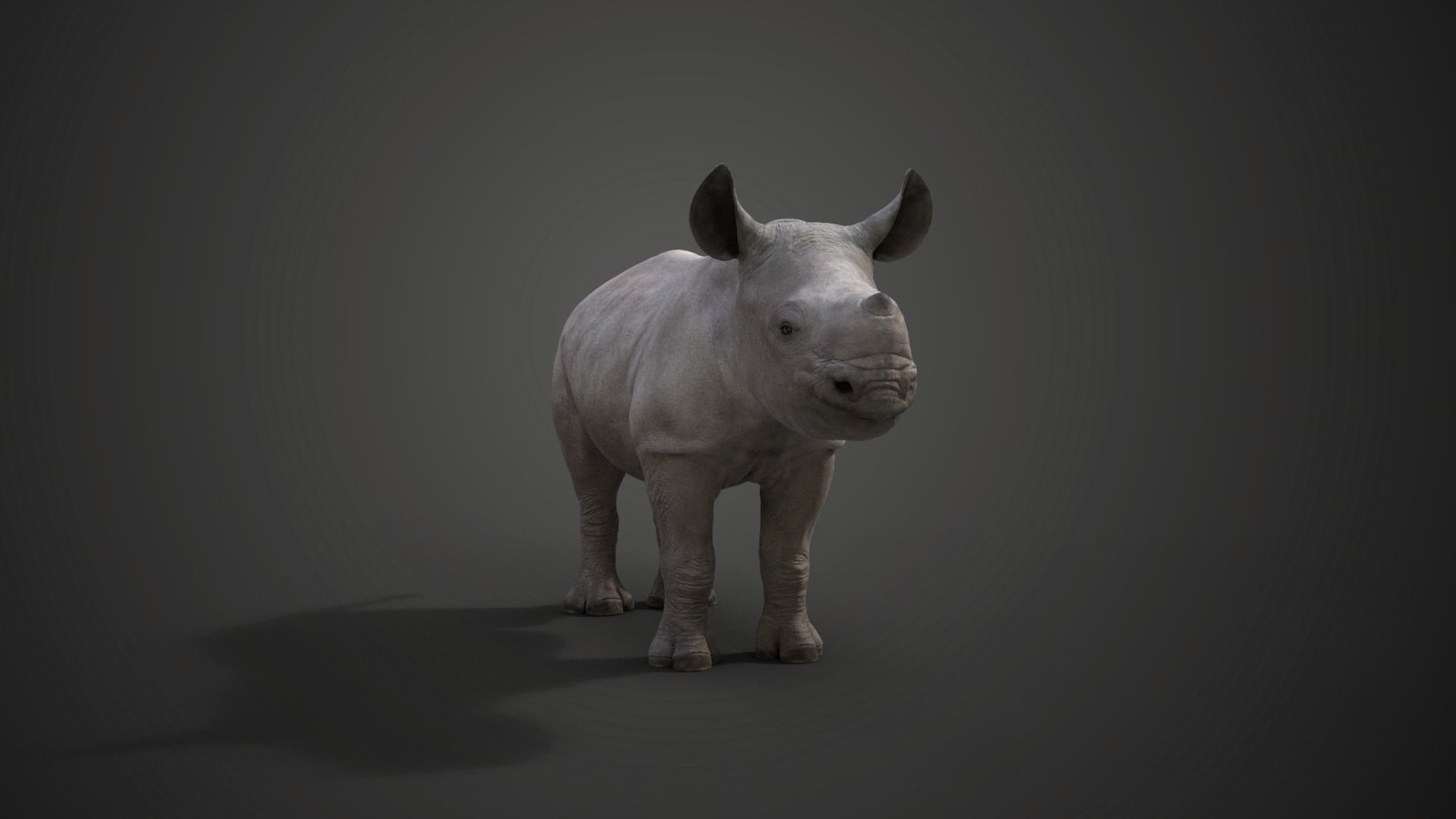 Rhino Baby Animated  VFX Grace 3D model_4