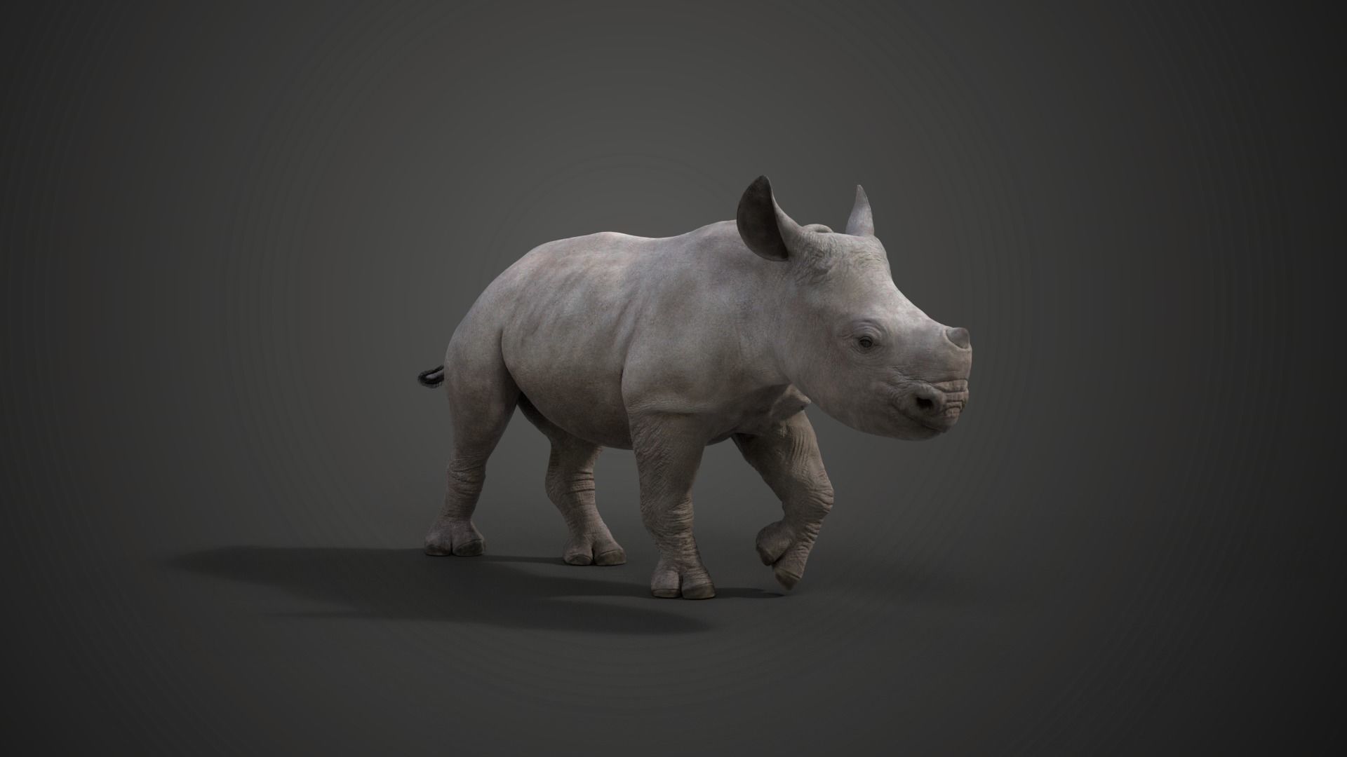 Rhino Baby Animated  VFX Grace 3D model_6