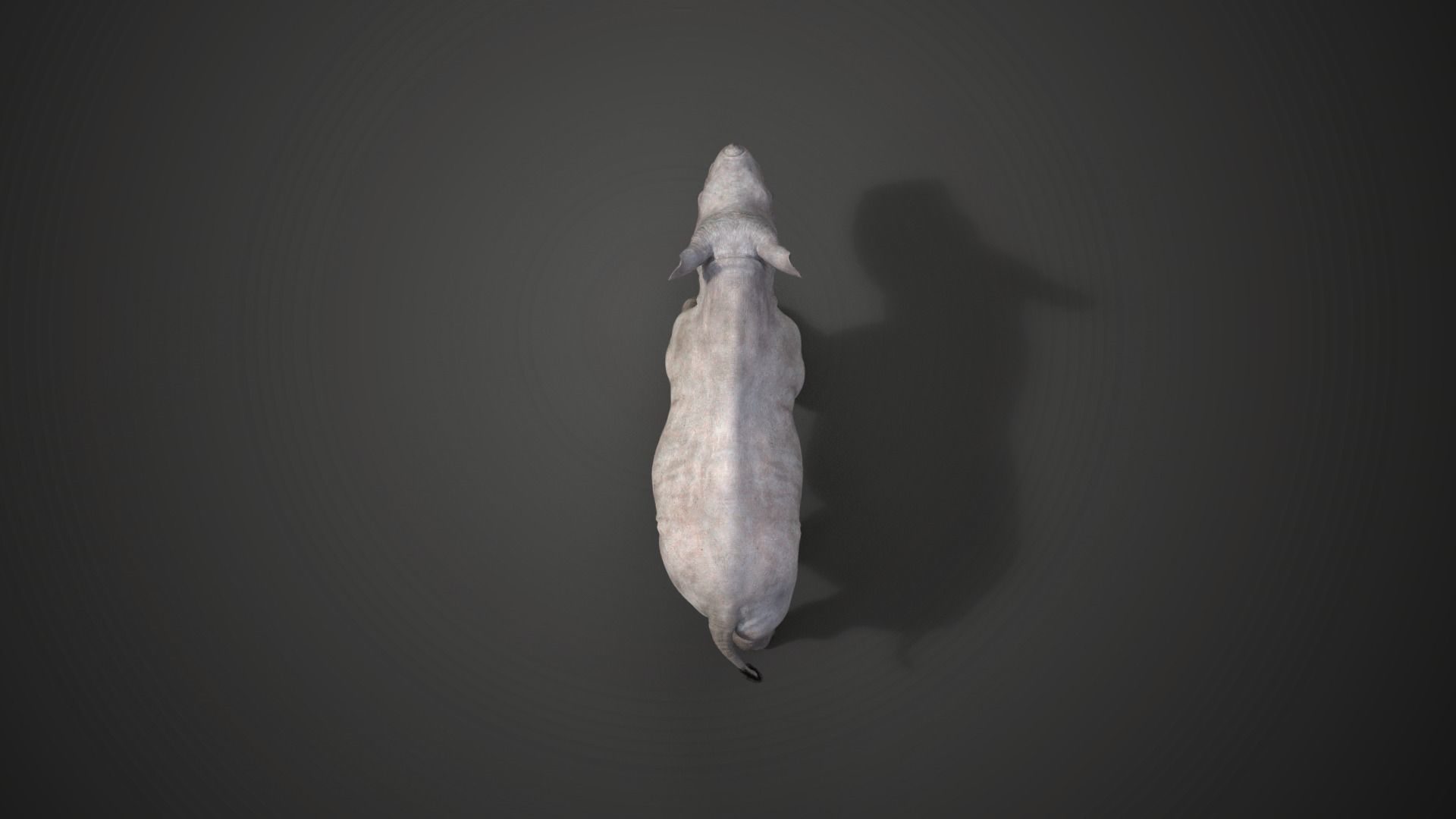 Rhino Baby Animated  VFX Grace 3D model_9