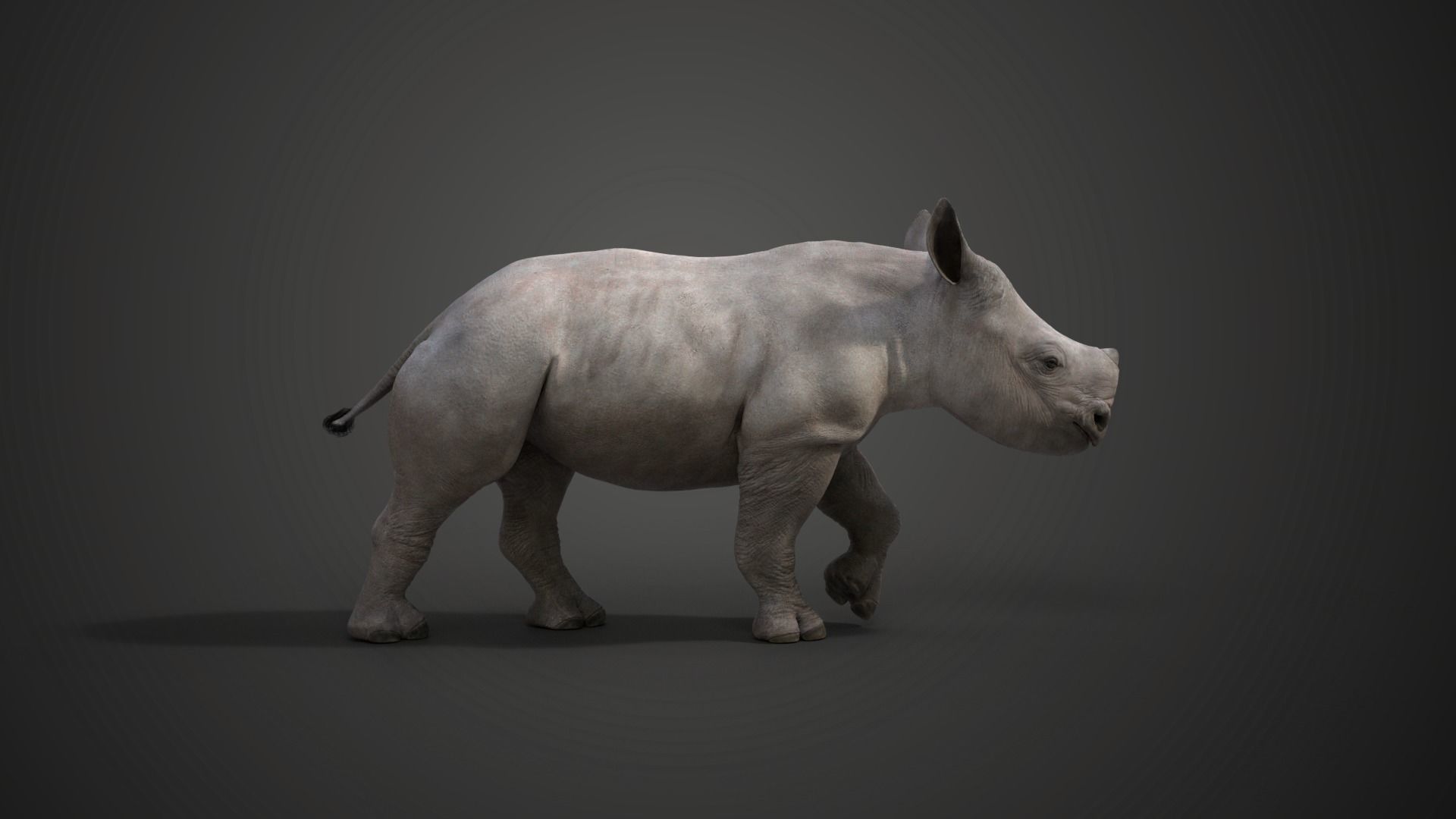 Rhino Baby Animated  VFX Grace 3D model_7