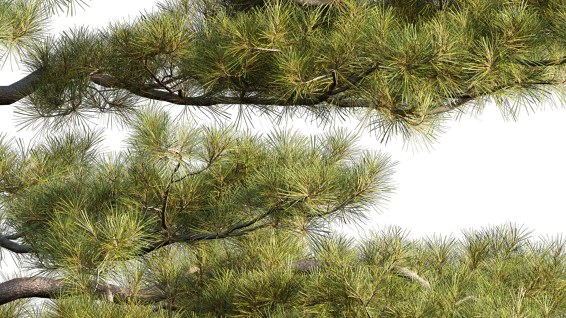 Pinus tabuliformis 02 3D model_4