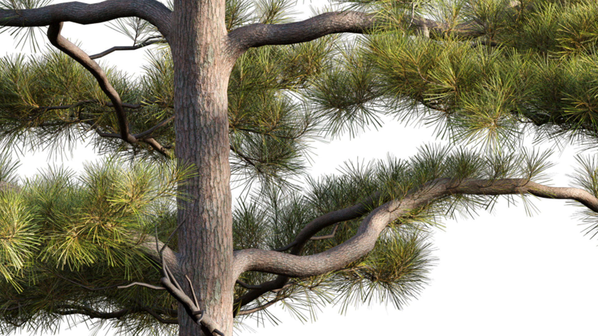Pinus tabuliformis 02 3D model_3