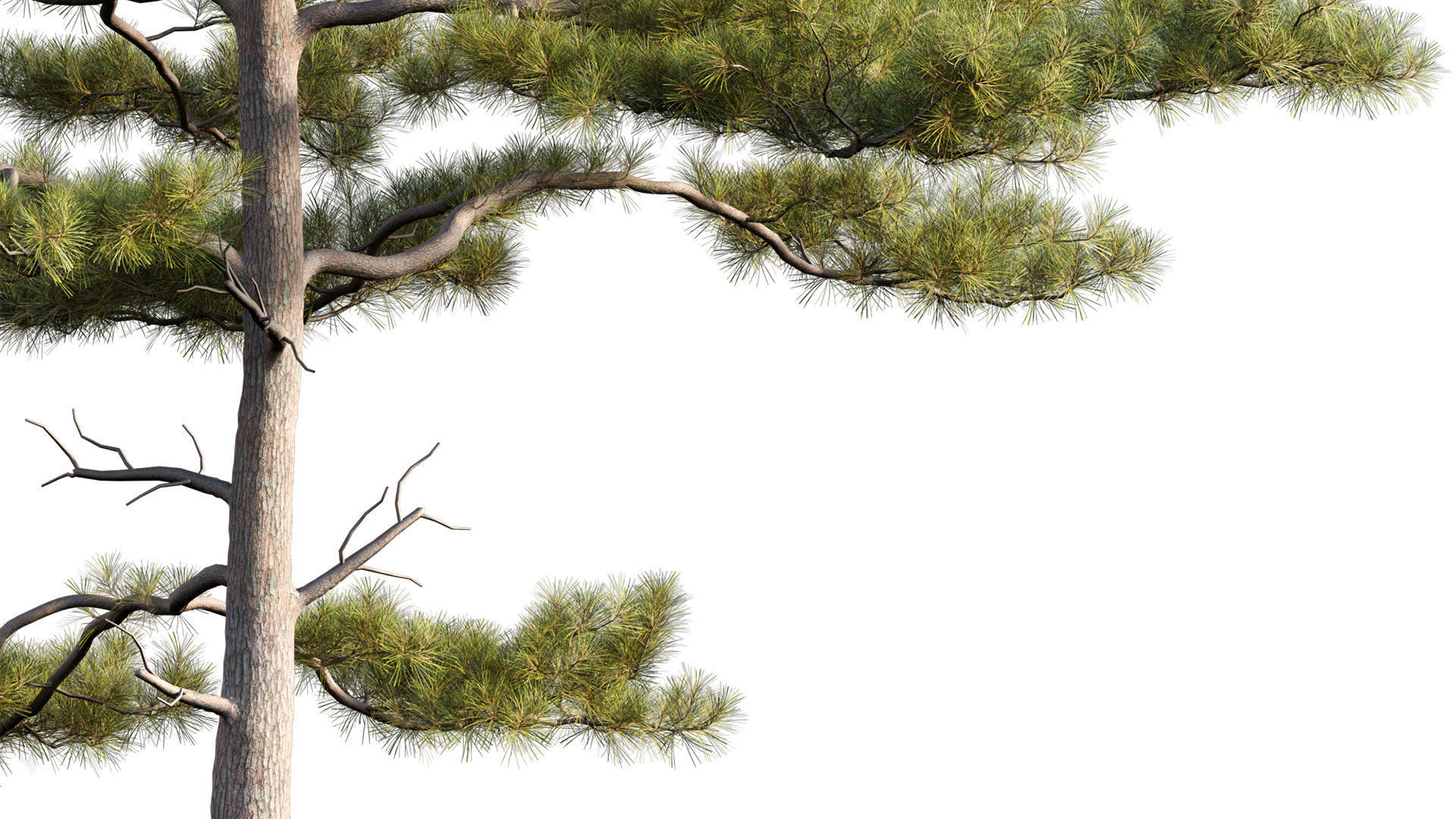 Pinus tabuliformis 02 3D model_2