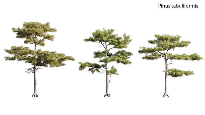 Pinus tabuliformis 02 3D model