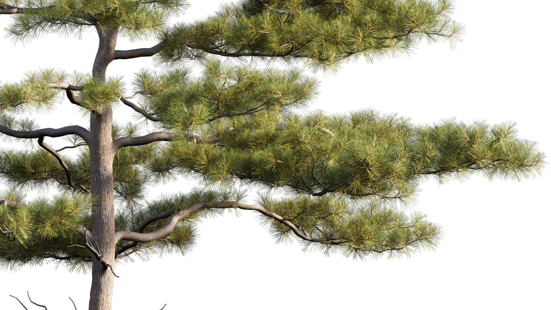 Pinus tabuliformis 02 3D model_1