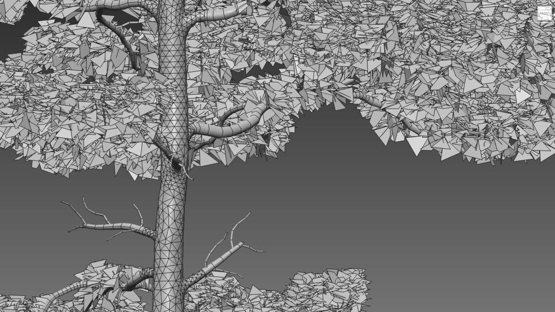 Pinus tabuliformis 02 3D model_5