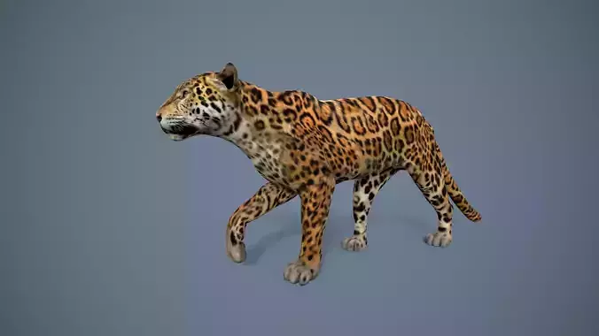 Jaguar