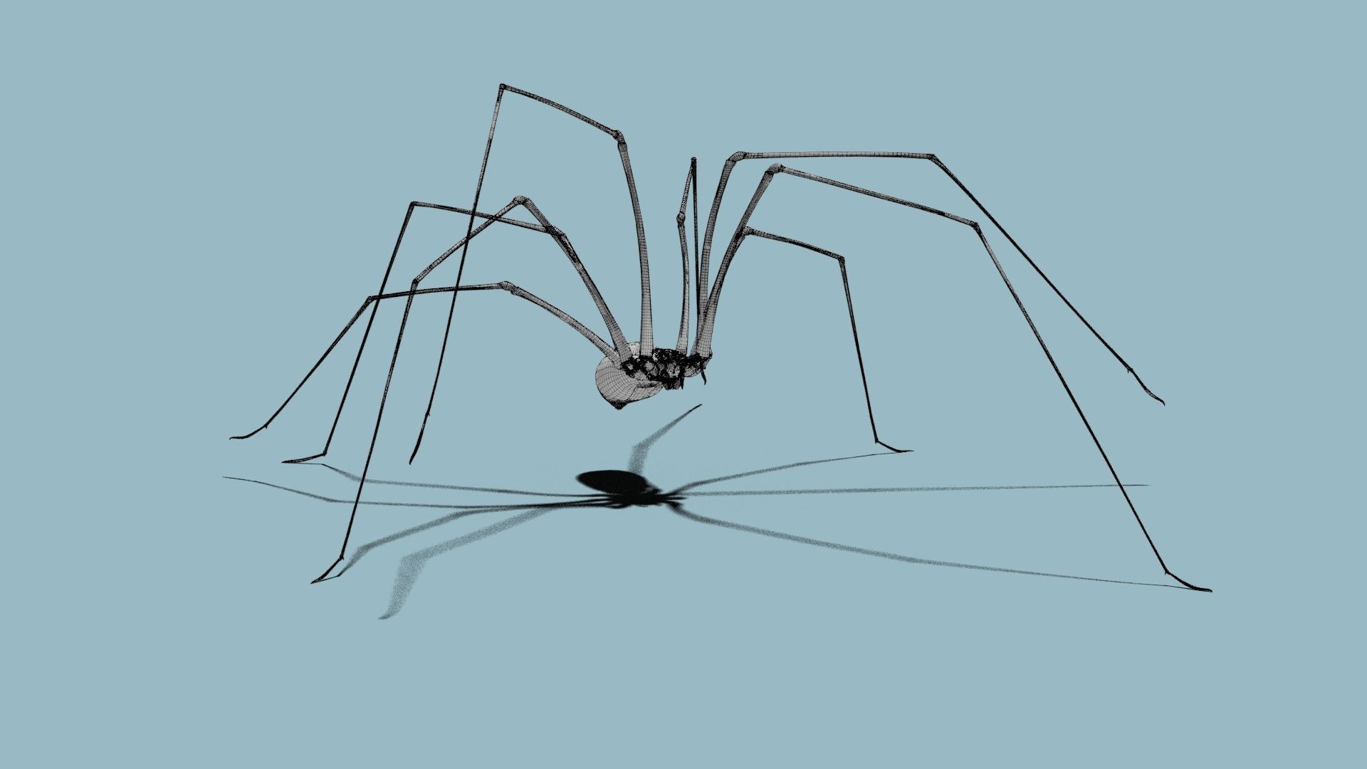 Spider Pholcus  Animated  VFX Grace 3D model_13