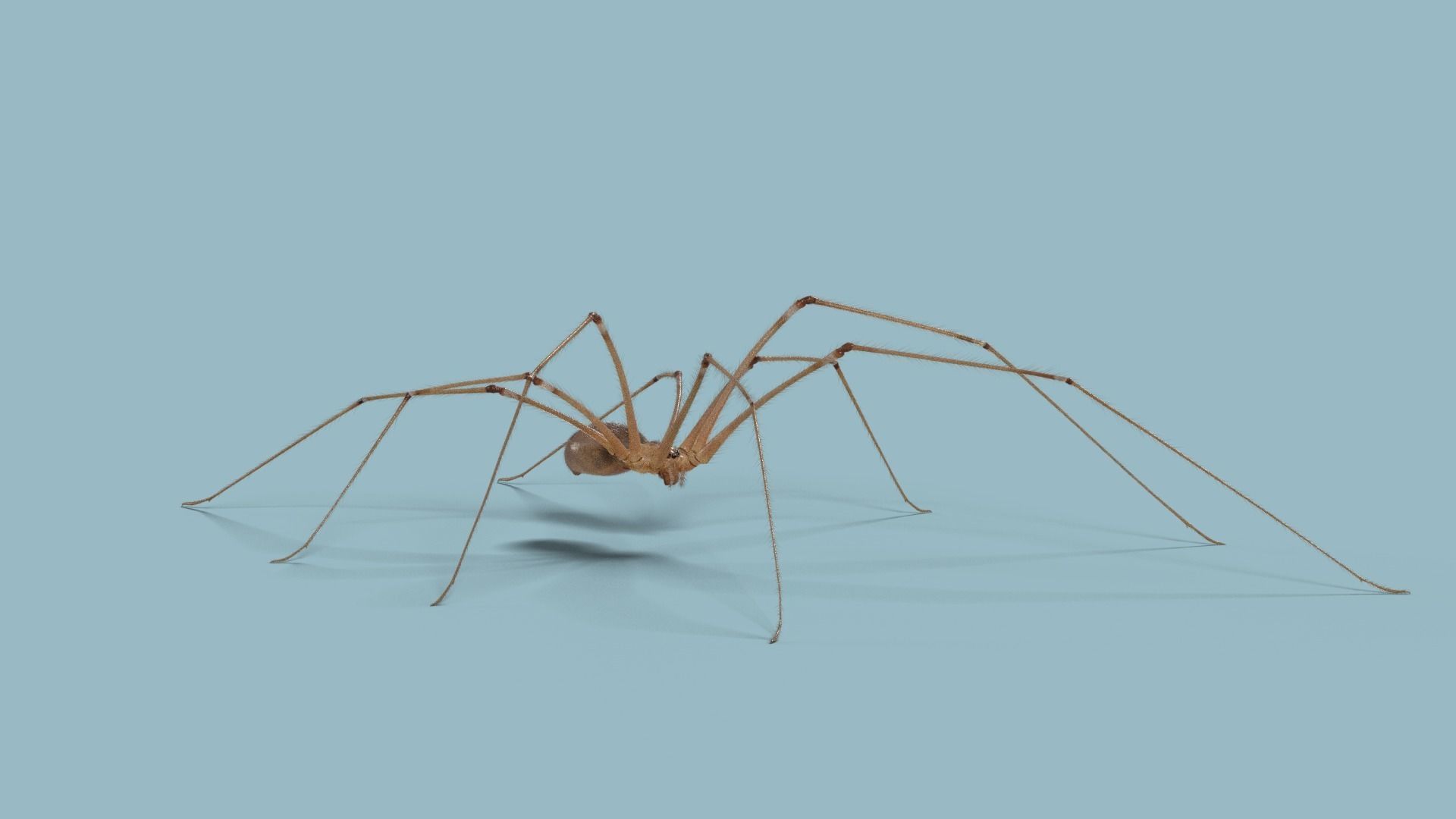 Spider Pholcus  Animated  VFX Grace 3D model_7