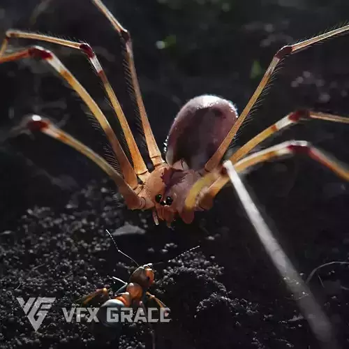 Spider Pholcus  Animated  VFX Grace 3D model