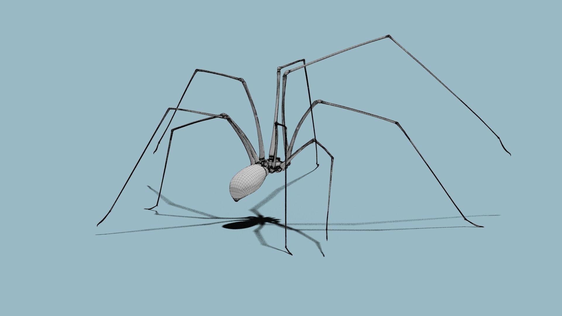 Spider Pholcus  Animated  VFX Grace 3D model_10