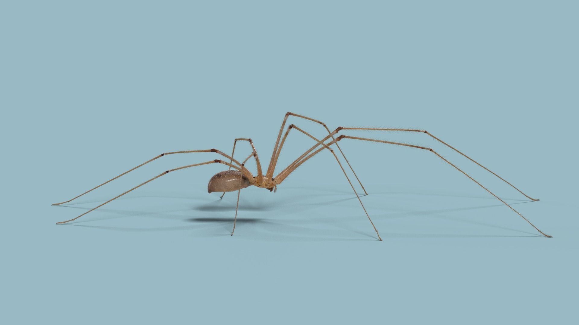 Spider Pholcus  Animated  VFX Grace 3D model_11